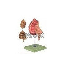 Appendix and Caecum Appendix and Caecum